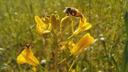 Spring flowers of Brassica, Rapeseed or Mustard Plant
