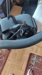 Black cat portrait on the chair