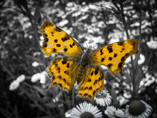 Polygonia C-album or C-white is sitting on a flower. Black and White photo. Macro photo of a...