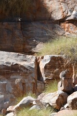 Tw0 rock wallabies are almost camoflagued by a sandstone rock face. One has its back to the camera, face in profile, its tail hanging over a rock. The other is just visible with the sunlight falling o