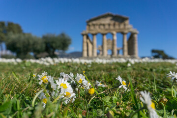 Temple of Athena also known as Temple of Ceres with blooming meadow at Paestum Archaeological UNESCO World Heritage Site, Salerno, Campania, Italy