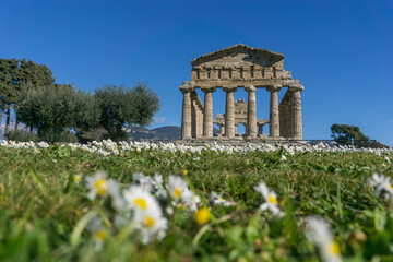Temple of Athena also known as Temple of Ceres with blooming meadow at Paestum Archaeological UNESCO World Heritage Site, Salerno, Campania, Italy