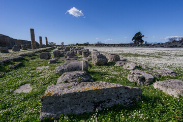 Remains of columns of the portico of the Roman Forum in the Archaeological Park of Paestum