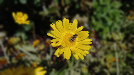 A Calendula or Pot Merigold Yellow flower
