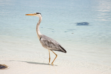 great blue heron on the beach