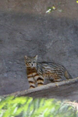 bengal cat sitting on the rock
