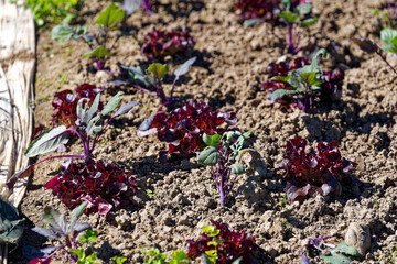 Close-up of red salad at vegetable field at cooperative farm at Swiss City of Zürich on a sunny...
