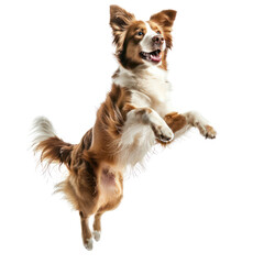 floated dog jumping gesture try to catch something in the air, isolate on transparency background PNG
