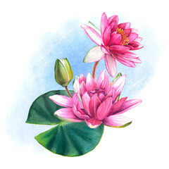 Pink water lily flowers with green leaves. Hand drawn watercolor illustration of lotus on isolated background. Exotic flower bouquet for spa, zen or wedding design. Botanical drawing of a sacred plant