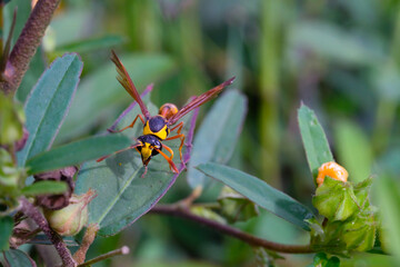 Yellow and black Potter Wasp (Delta campaniforme) isolated. Wasps perched on a background of leaves. Graphic Resources. Animal Themes. Animal Closeup. Macrophotography