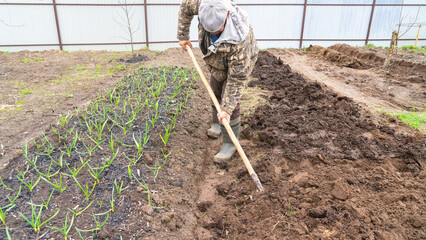 Man in the country digging beds. A bed of garlic, a male farmer digging the ground with a shovel preparing a bed for carrots, planting vegetables in the spring in the country.