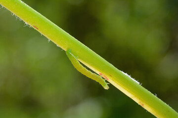 Green caterpillar on a plant stem