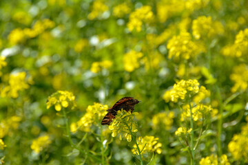 Butterfly from below on a yellow flower