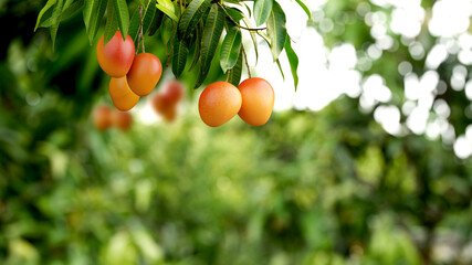 Fresh ripe mangoes hanging on tree with green farm background.