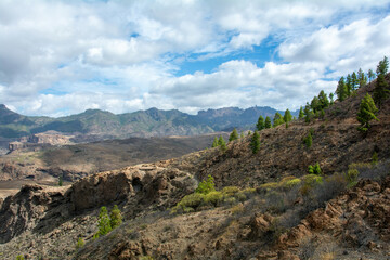 Panoramic view of the  mountains on the island of Gran Ganaria with pine trees