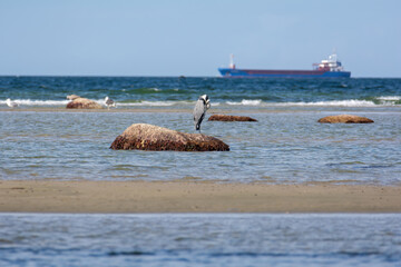 A heron stands on a large stone in the sea with its head ducked