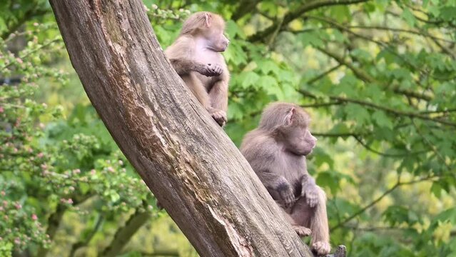 Two young baboons play and bite each other in a tree