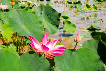 Lotus flowers blooming in swamp in Asia