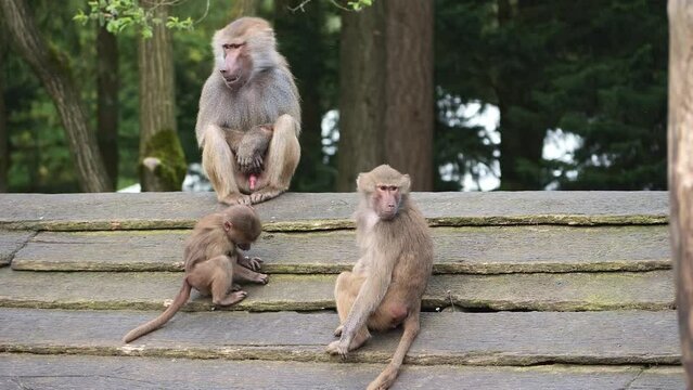 Male baboon watches, gaping, as the little baboons plays