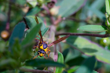 Yellow and black Potter Wasp (Delta campaniforme) isolated. Wasps perched on a background of leaves. Graphic Resources. Animal Themes. Animal Closeup. Macrophotography