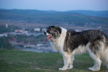 Happy, fluffy dog in beautiful spring sunset.