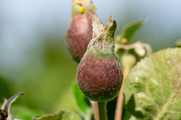 Close up of small unripe apples, variety Galmac,  growing on a tree