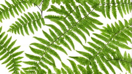 closeup of fern leaves on plain white background from Generative AI