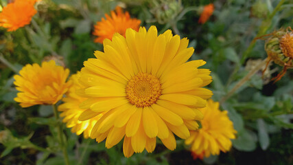 A Yellow Pot Merigold or Calendula
