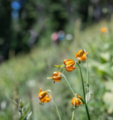 Lilium columbianum, also known as Tiger Lily or Columbia Lily. Mount Rainier National Park. Washington State.