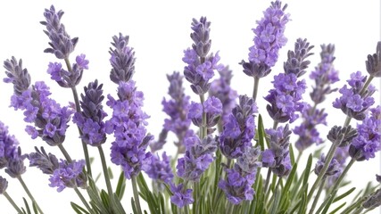 closeup of lavender flowers on plain white background from Generative AI - obrazy, fototapety, plakaty