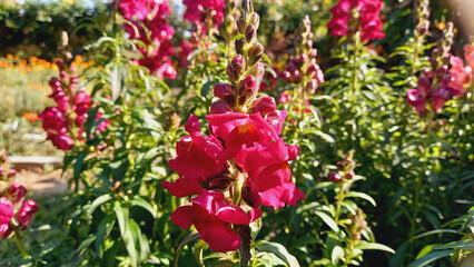Red Flowers of Antirrhinum majus, Snap Dragon, Lion's Mouth or Calf snout
