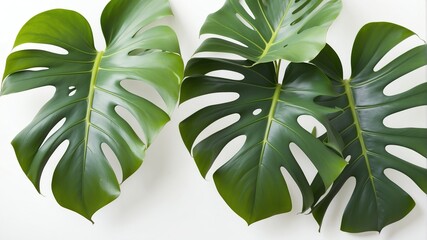 closeup of monstera leaves on plain white background from Generative AI