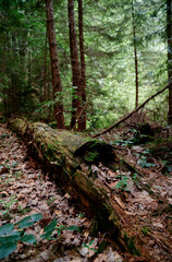 Beautiful forest with moss and pine trees