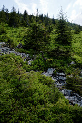 Obraz premium Beautiful summer landscape with blueberry bushes in the forest.