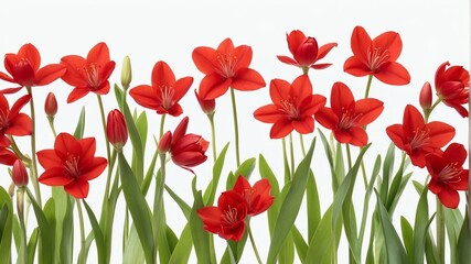 Fototapeta premium closeup of red spring flowers on plain white background from Generative AI