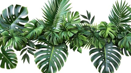 Tropical leaves foliage plant bush floral arrangement nature backdrop isolated on white background, clipping path included, Exotic plant, palm leaf, monstera on isolated white background 