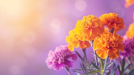 Obraz na płótnie Canvas Marigold in bloom, gradient purple to white background, beauty and wellness magazine cover, crisp morning light, central perspective