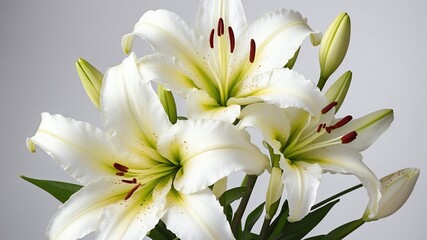 Obraz na płótnie Canvas closeup of white lily flowers on plain white background from Generative AI