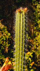 Organ Pipe cactus or Stenocereus thurberi Plant
