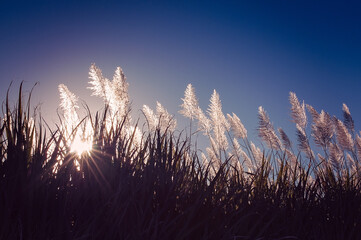 sunlight over sugarcane flowers, star rays, silhouette of cane, farm farming, blue clear sky, copy...