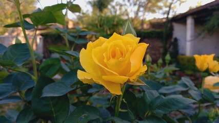 A hybrid tea Rose flower
