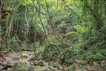 Obraz premium moss covered rocks