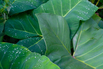 Textured background of taro leaves and dew. Macro photo of dew drops on green taro leaves. Graphic...