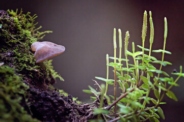 rainforest moss fungus on tree, damp moist ecosystem, micro macro close closeup, miniature environment, Springbrook national park Queensland