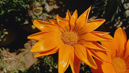 Yellow flower of Gazania rigens, Treasure flower, transvaal daisy
