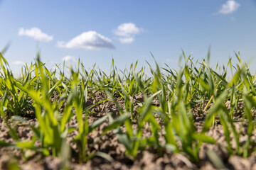 young wheat in the soil, wheat harvest