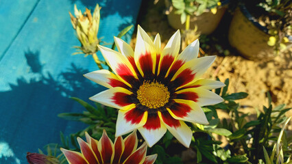 Tri Color flower of Gazania rigens, Treasure flower, transvaal daisy
