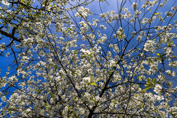 cherry blossoms in the orchard