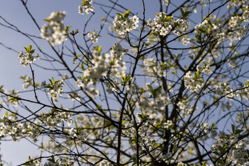 cherry blossoms in the orchard