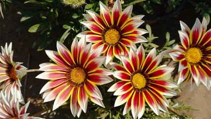 Tri Color Syn. G. Splendens, Gazania rigens or Treasure flower
